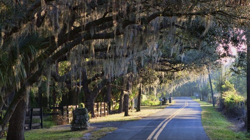 Winding road with overhanging live oak trees in Louisiana.